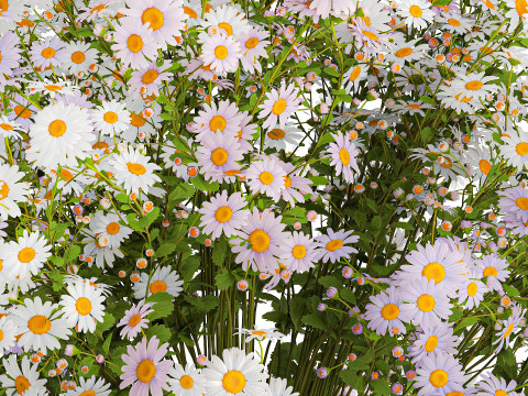 Realistic Bouquet Of White Daisy Flowers Chamomile glass vase 625 Modello 3D