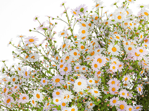 Realistic Bouquet Of White Daisy Flowers Chamomile glass vase 625 Modello 3D