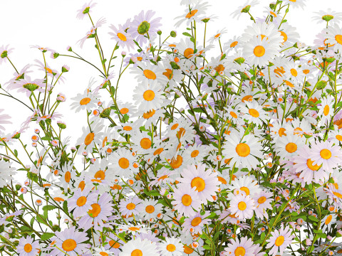 Realistic Bouquet Of White Daisy Flowers Chamomile glass vase 625 Modello 3D