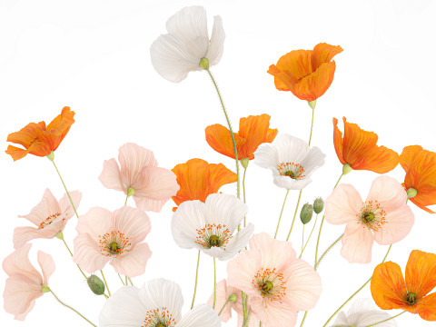 Beautiful Realistic Bouquet Of Wild Flowers Poppy glass vase 627 Modello 3D