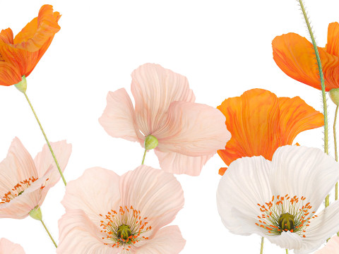 Beautiful Realistic Bouquet Of Wild Flowers Poppy glass vase 627 Modello 3D