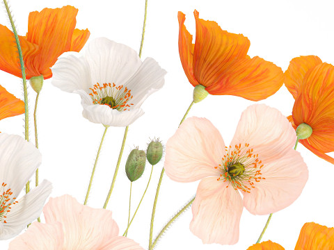 Beautiful Realistic Bouquet Of Wild Flowers Poppy glass vase 627 Modello 3D