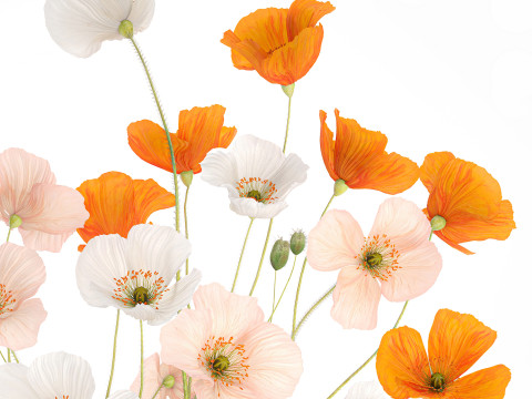 Beautiful Realistic Bouquet Of Wild Flowers Poppy glass vase 627 Modello 3D