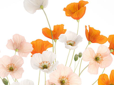 Beautiful Realistic Bouquet Of Wild Flowers Poppy glass vase 627 Modello 3D
