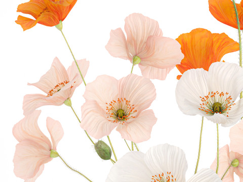 Beautiful Realistic Bouquet Of Wild Flowers Poppy glass vase 627 Modello 3D