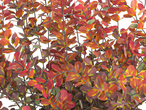 Realistic bouquet autumn flowers barberry branches vase 629 Modello 3D