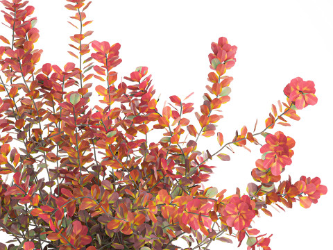 Realistic bouquet autumn flowers barberry branches vase 629 Modello 3D
