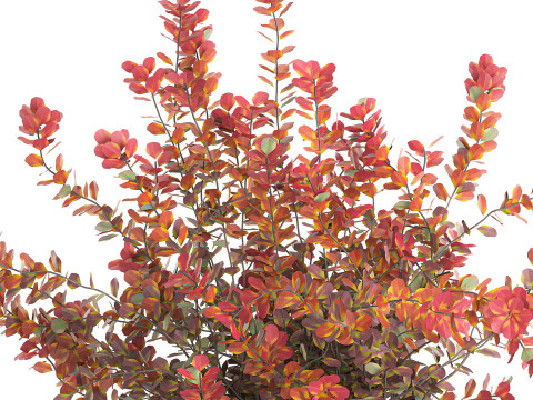 Realistic bouquet autumn flowers barberry branches vase 629 Modello 3D