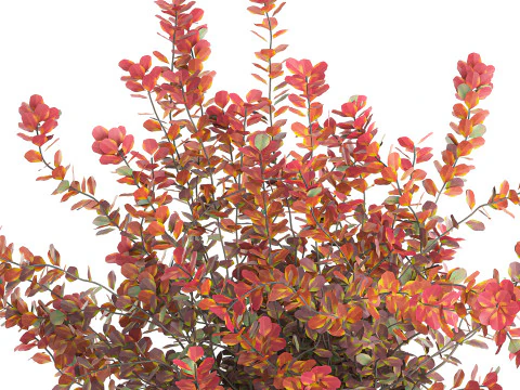Realistic bouquet autumn flowers barberry branches vase 629 3D Model