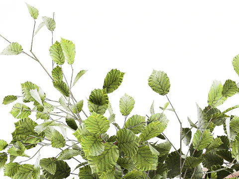 Bouquet Flowers Branches Leaves Chrysanthemum 633 3D Model