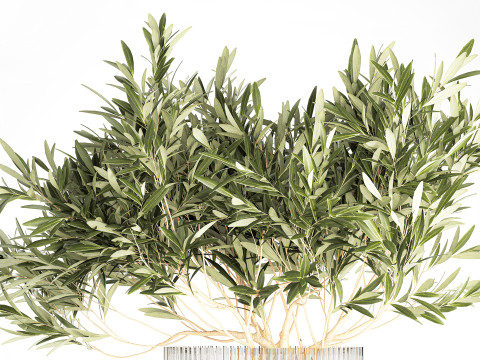 Bouquet Decorated Olive Branches Glass Vase Decor 641 3D Model