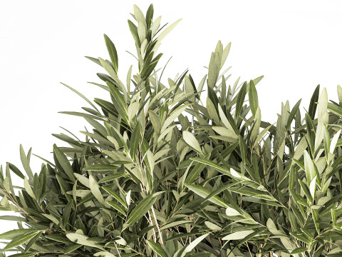 Bouquet Decorated Olive Branches Glass Vase Decor 641 3D Model