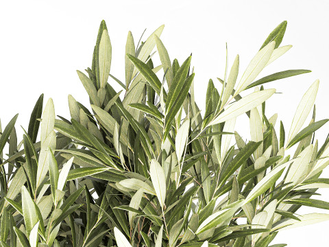Bouquet Decorated Olive Branches Glass Vase Decor 641 3D Model
