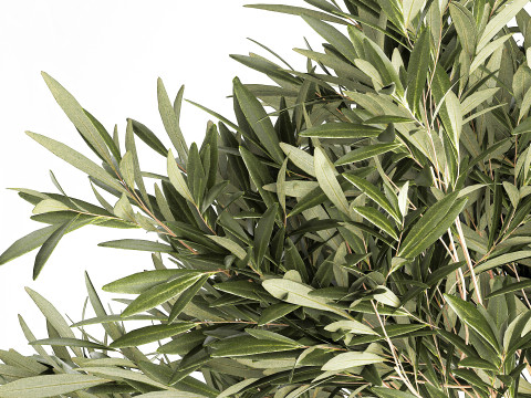 Bouquet Decorated Olive Branches Glass Vase Decor 641 3D Model