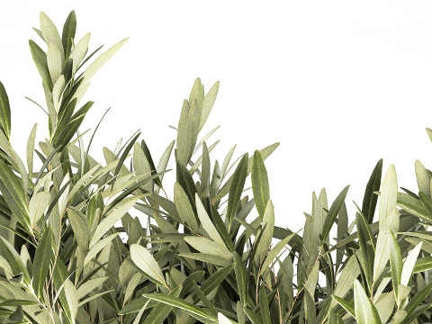 Bouquet Decorated Olive Branches Glass Vase Decor 641 3D Model