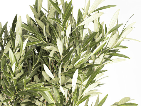 Bouquet Decorated Olive Branches Glass Vase Decor 641 3D Model