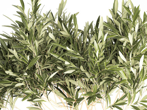 Bouquet Decorated Olive Branches Glass Vase Decor 641 3D Model