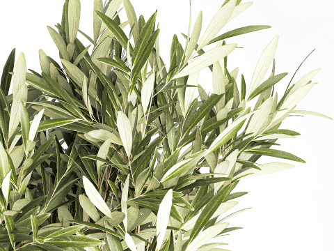 Bouquet Decorated Olive Branches Glass Vase Decor 641 3D Model