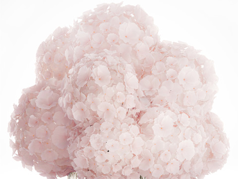 Realistic Bouquet Glass Vase Pink Hydrangea 645 3D Model