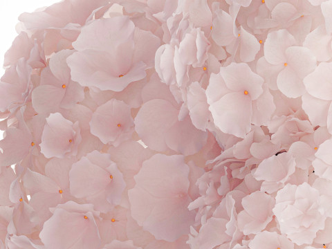 Realistic Bouquet Glass Vase Pink Hydrangea 645 3D Model
