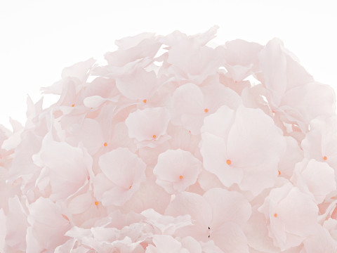 Realistic Bouquet Glass Vase Pink Hydrangea 645 3D Model