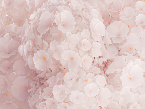 Realistic Bouquet Glass Vase Pink Hydrangea 645 3D Model