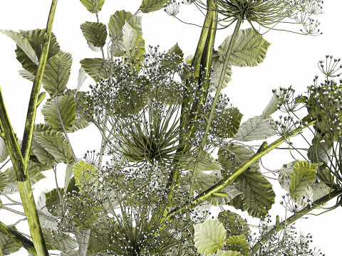 Realistic Bouquet Green Flowers Hogweed Leaves glass vase Modelo 3D