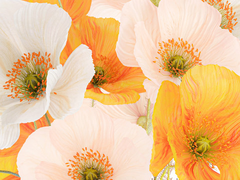 Beautiful Realistic Bouquet Wild Flowers Poppy glass vase decor 3D Model