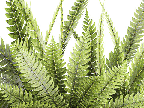 Green floral bouquet fern branches modern glass vase decor Model 3D