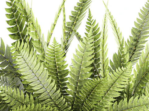 Bouquet floreale verde con rami di felce, arredamento moderno in vaso di vetro Modello 3D