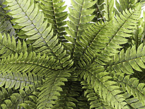 Bouquet floreale verde con rami di felce, arredamento moderno in vaso di vetro Modello 3D