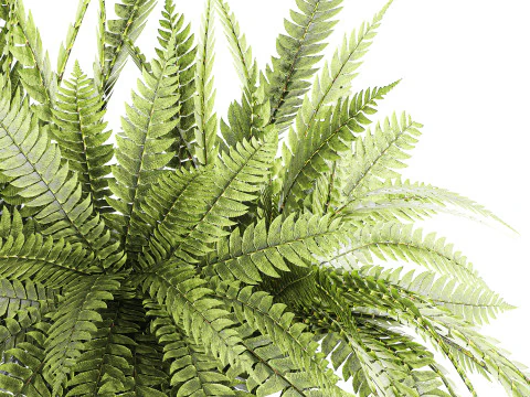 Bouquet floreale verde con rami di felce, arredamento moderno in vaso di vetro Modello 3D