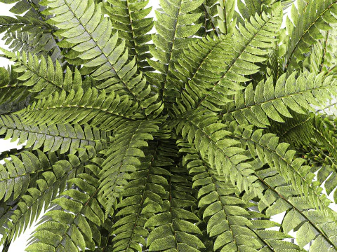 Bouquet floreale verde con rami di felce, arredamento moderno in vaso di vetro Modello 3D