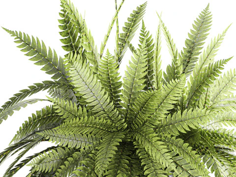 Bouquet floreale verde con rami di felce, arredamento moderno in vaso di vetro Modello 3D