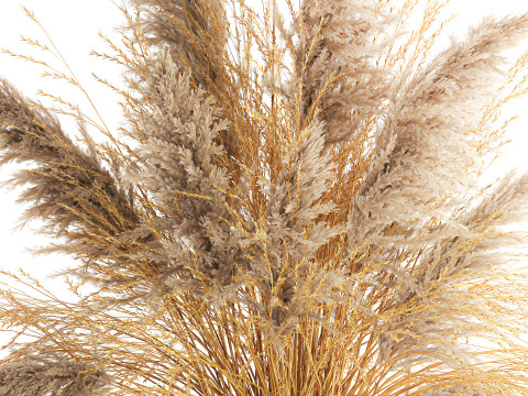 Dried flower bouquet cortaderia pampas reed vase 652 3D Модель