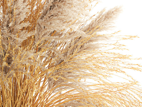 Dried flower bouquet cortaderia pampas reed vase 652 3D Модель