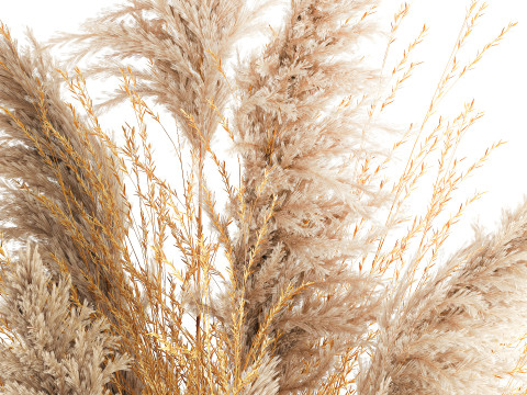 Dried flower bouquet cortaderia pampas reed vase 652 3D Модель
