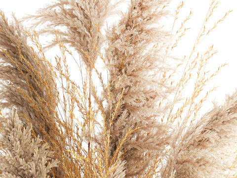 Dried flower bouquet cortaderia pampas reed vase 652 3D Model