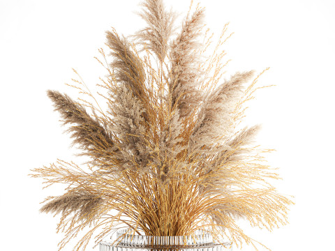 Dried flower bouquet cortaderia pampas reed vase 652 3D Модель