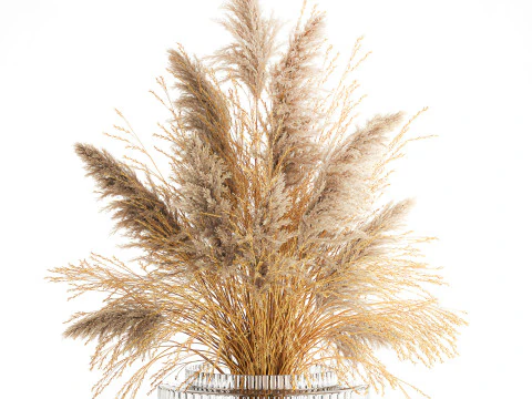Dried flower bouquet cortaderia pampas reed vase 652 3D Model