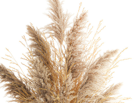 Dried flower bouquet cortaderia pampas reed vase 652 3D Модель