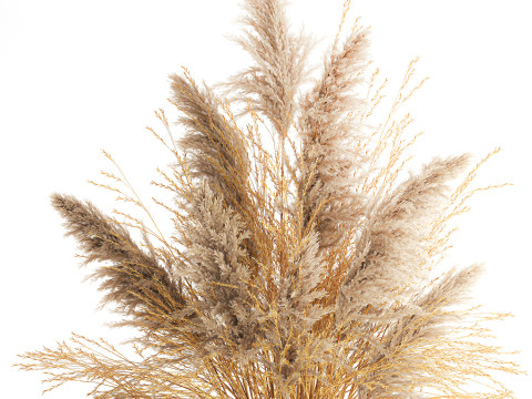 Dried flower bouquet cortaderia pampas reed vase 652 3D Модель