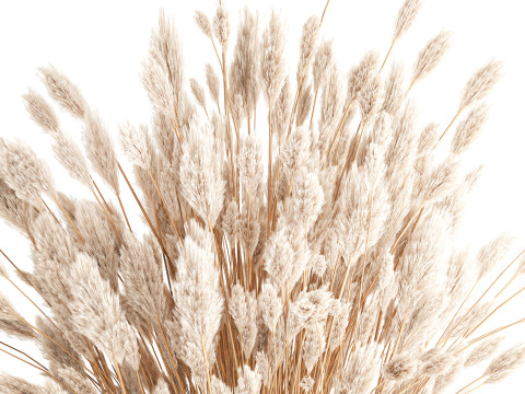 Dried flower bouquet branches cortaderia pampas glass vase 653 Model 3D