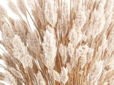 Dried flower bouquet branches cortaderia pampas glass vase 653 Model 3D