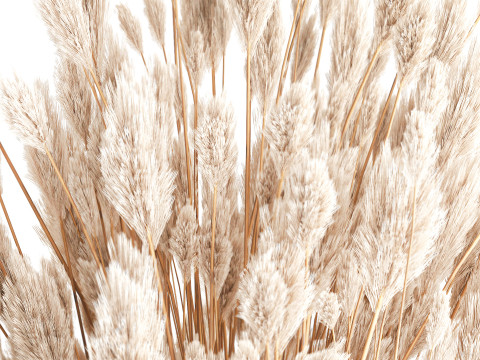 Dried flower bouquet branches cortaderia pampas glass vase 653 Model 3D