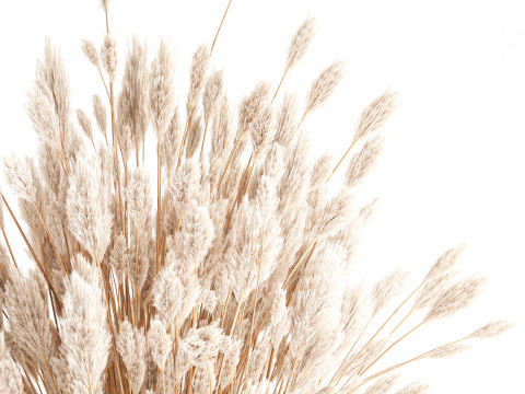 Dried flower bouquet branches cortaderia pampas glass vase 653 Model 3D