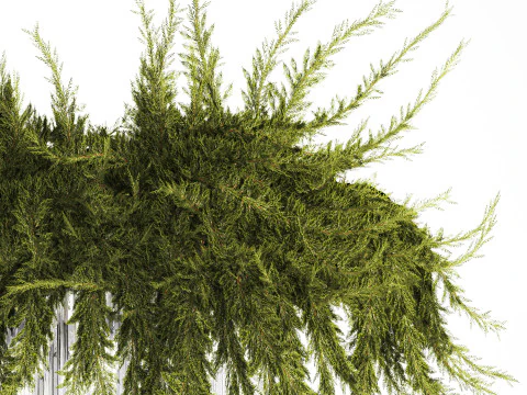 Realistic flower bouquet green juniper branches glass vase 655 3D Model