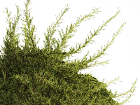 Realistic flower bouquet green juniper branches glass vase 655 3D Model