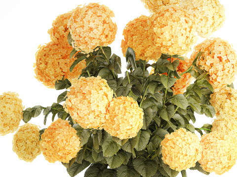 Realistischer Blumenstrauß moderne Glasvase gelbe Hortensie 656 3D Modell