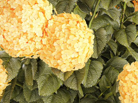 Realistischer Blumenstrauß moderne Glasvase gelbe Hortensie 656 3D Modell